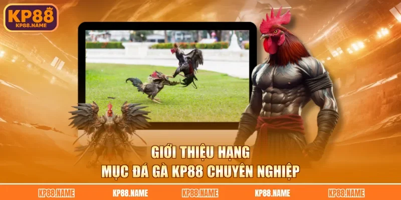Giới thiệu hạng mục đá gà KP88 chuyên nghiệp