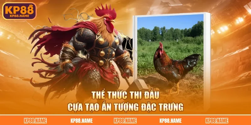 Thể thức thi đấu cựa tạo ấn tượng đặc trưng